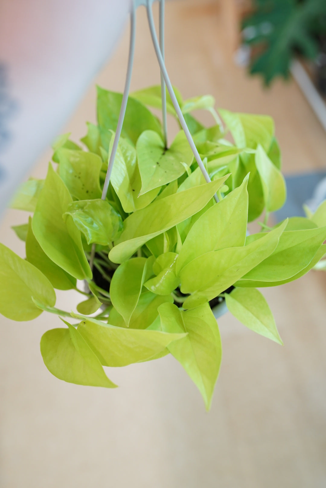 Epipremnum Aureum 'Neon' Pothos