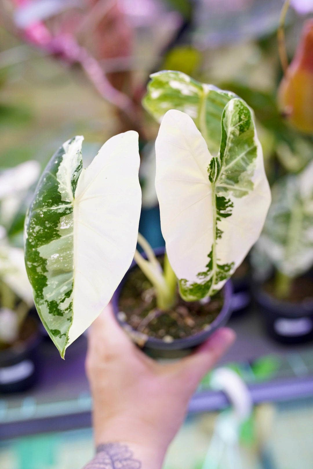 Variegated Alocasia Frydek