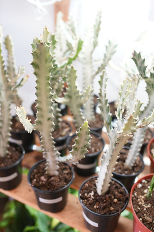 Euphorbia Lactea ‘White Ghost’