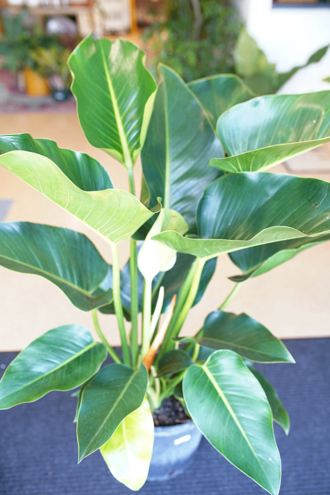 Philodendron Congo Green