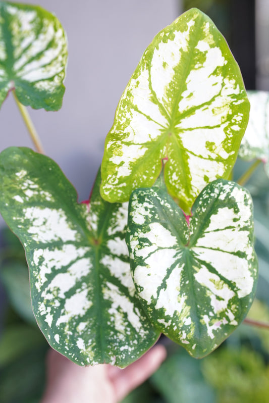 Caladium Monument 'white'