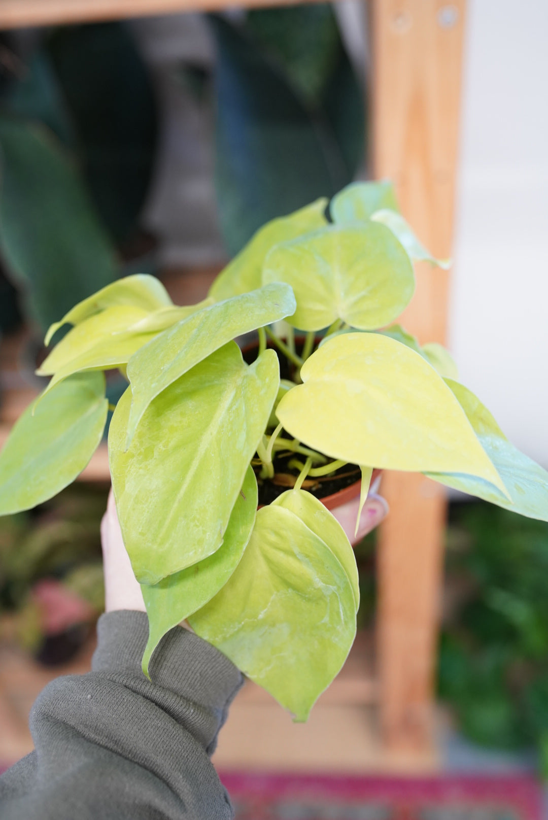 Philodendron cordatum  'Lemon Lime'