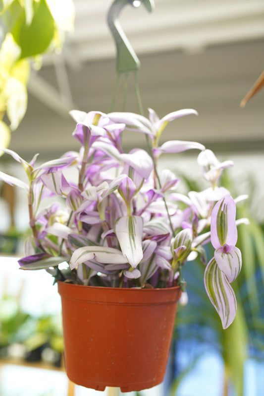 Tradescantia 'Bubblegum'
