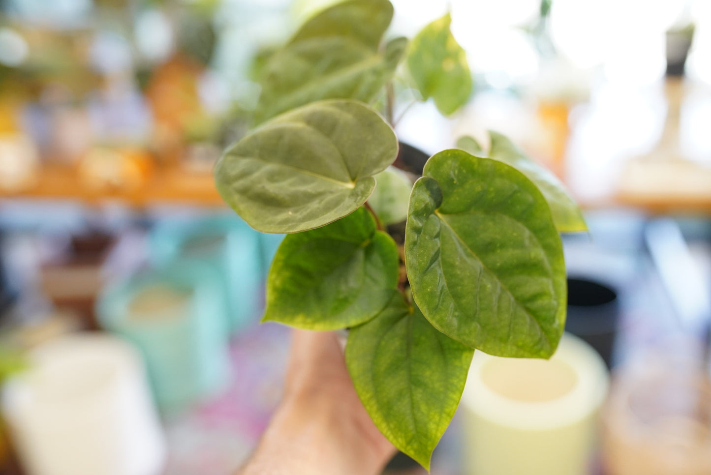 Anthurium Papillilaminum X Dressleri