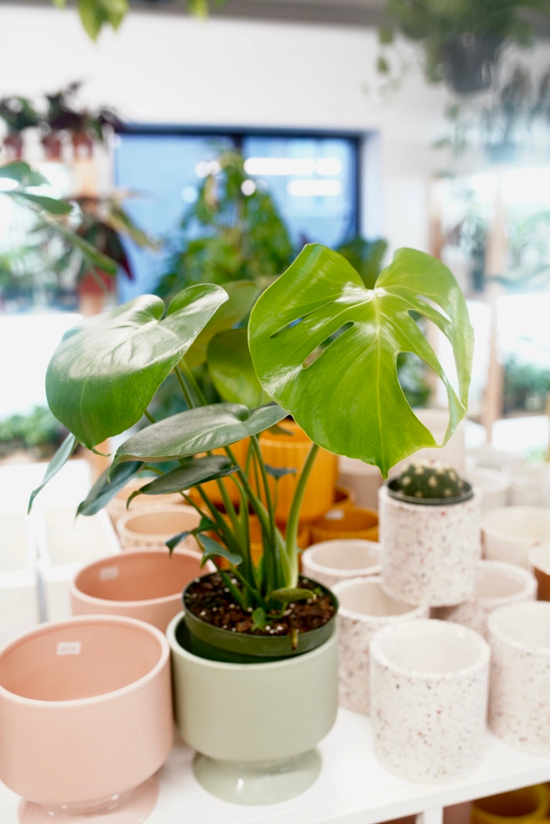 monstera pot Monstera Deliciosa | Indoor houseplants in Pittsburgh