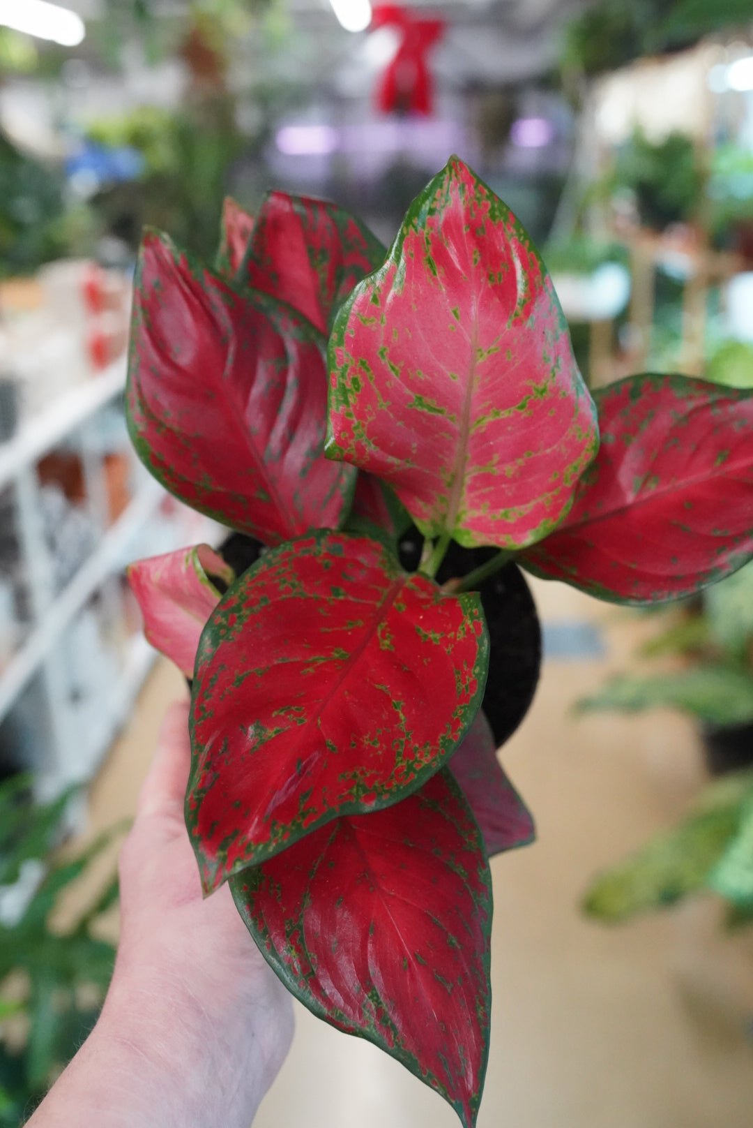 Aglaonema 'Rich Red'
