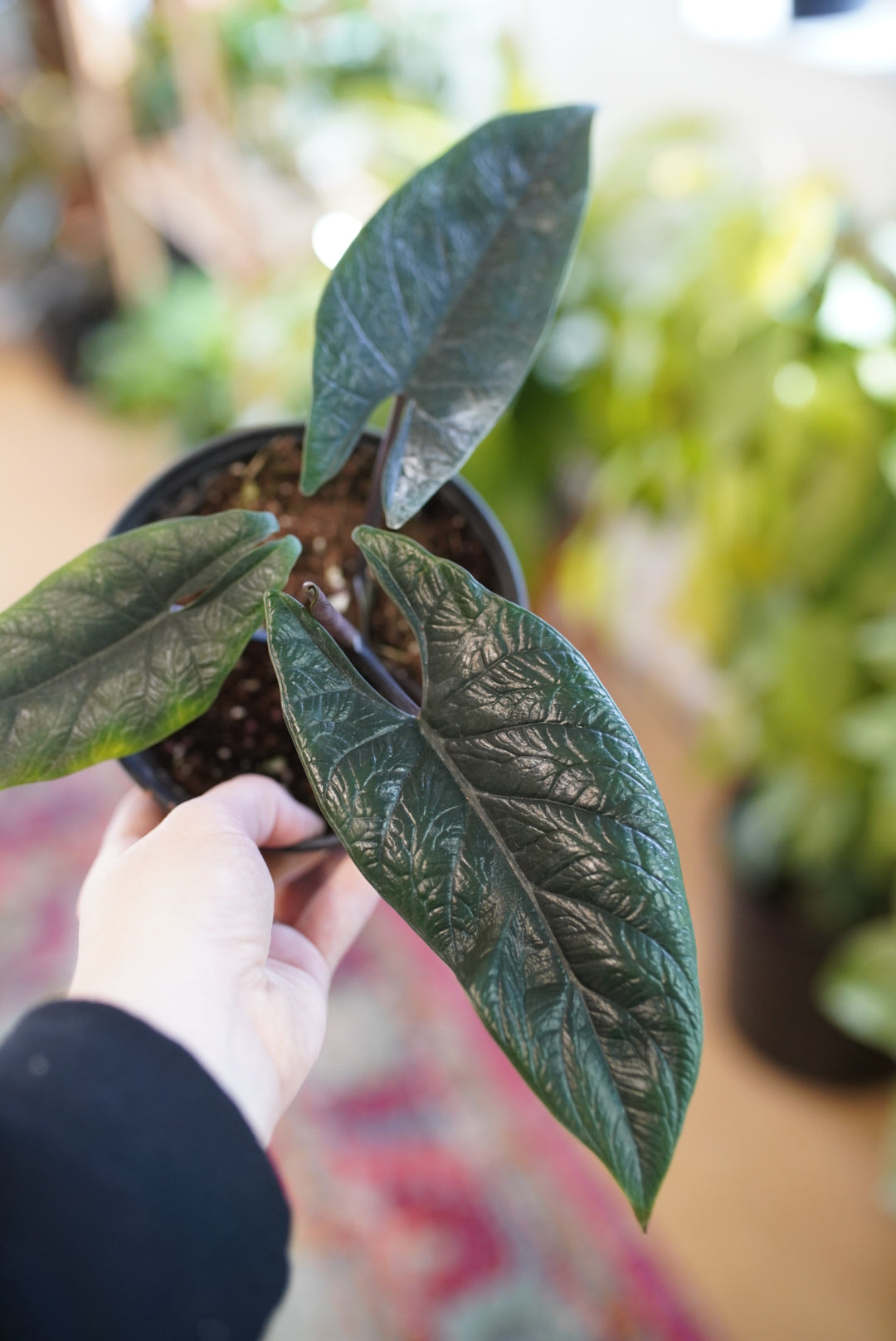 Alocasia Scalprum