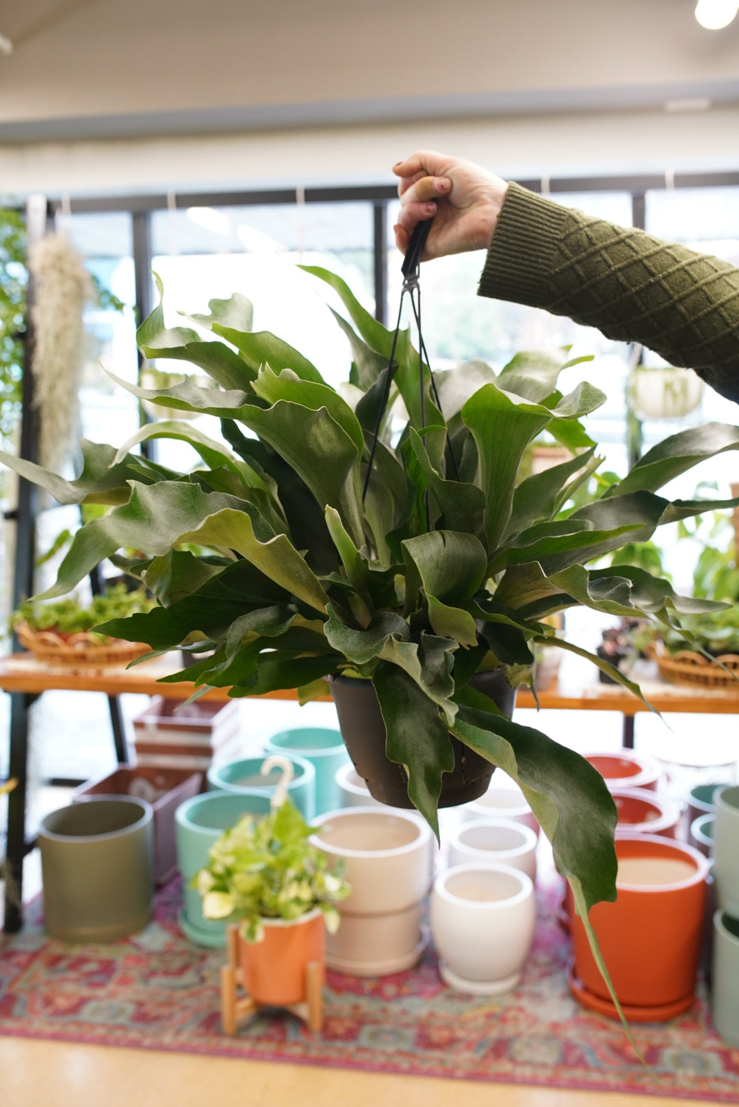 Staghorn Fern