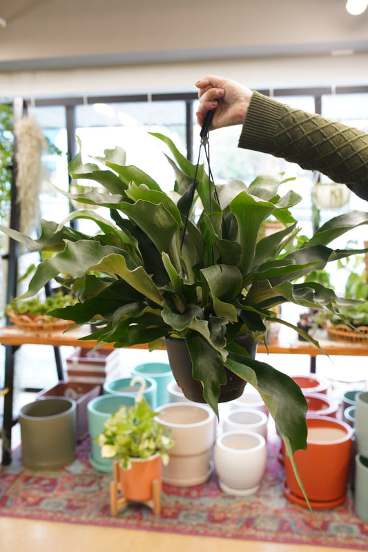 Staghorn Fern