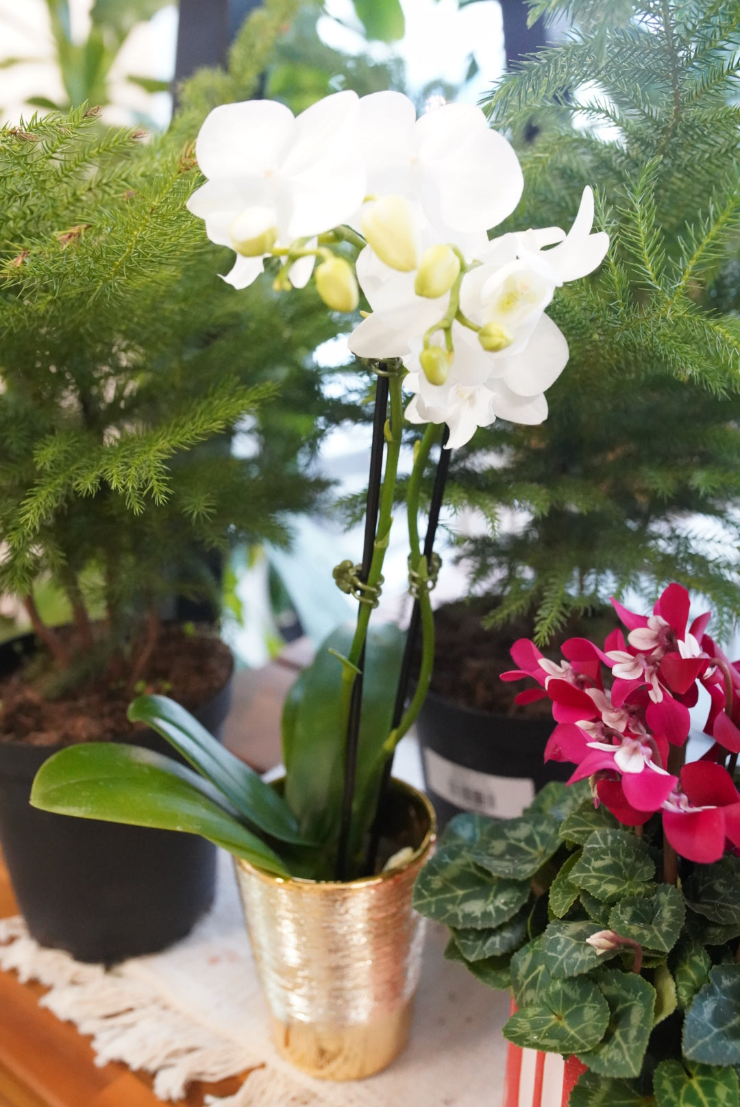 Holiday Orchid-Phalaenopsis