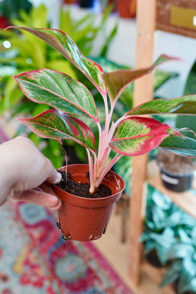 Aglaonema Siam (Red) | Chinese Evergreen