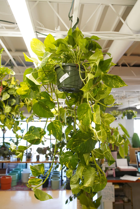 Epipremnum Aureum 'Golden' Pothos