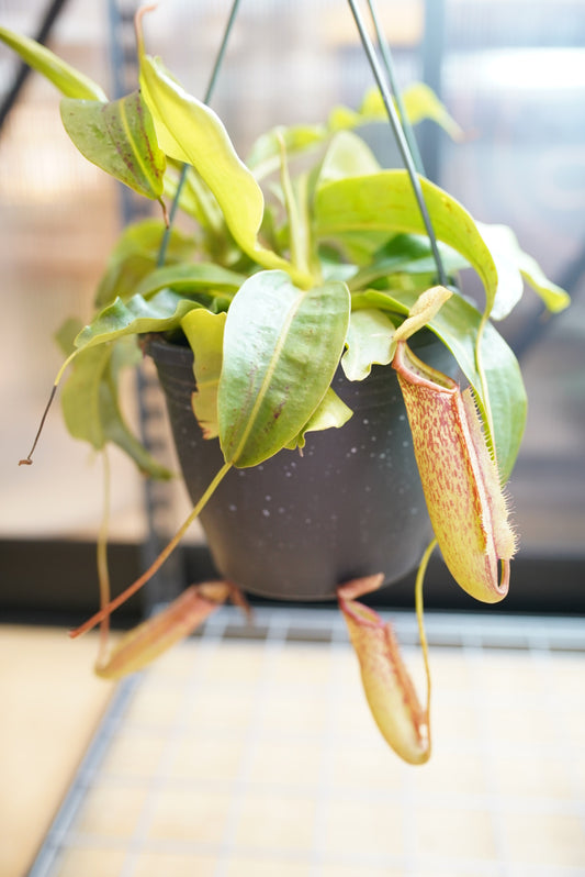 Nepenthes Miranda
