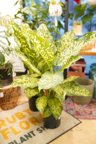 Dieffenbachia Cheetah – Ruby Flora Plant Shop