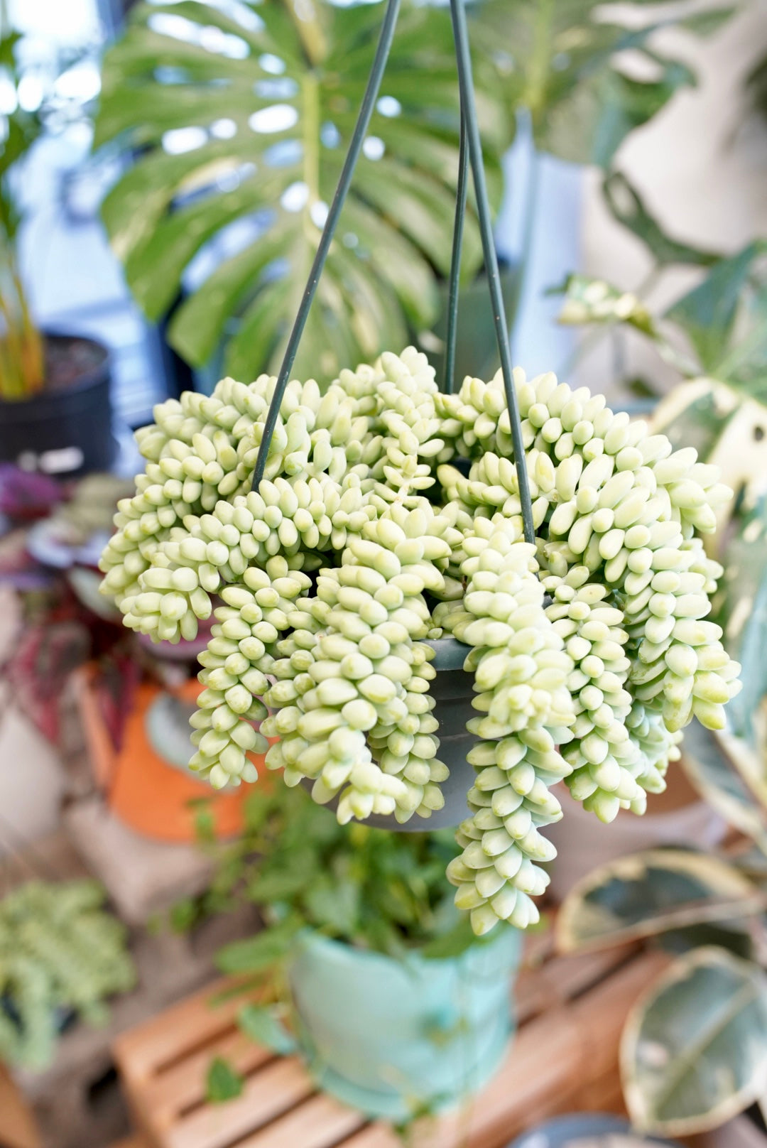 Donkey/Burro Tail