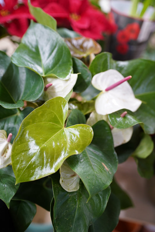 Anthurium White Heart