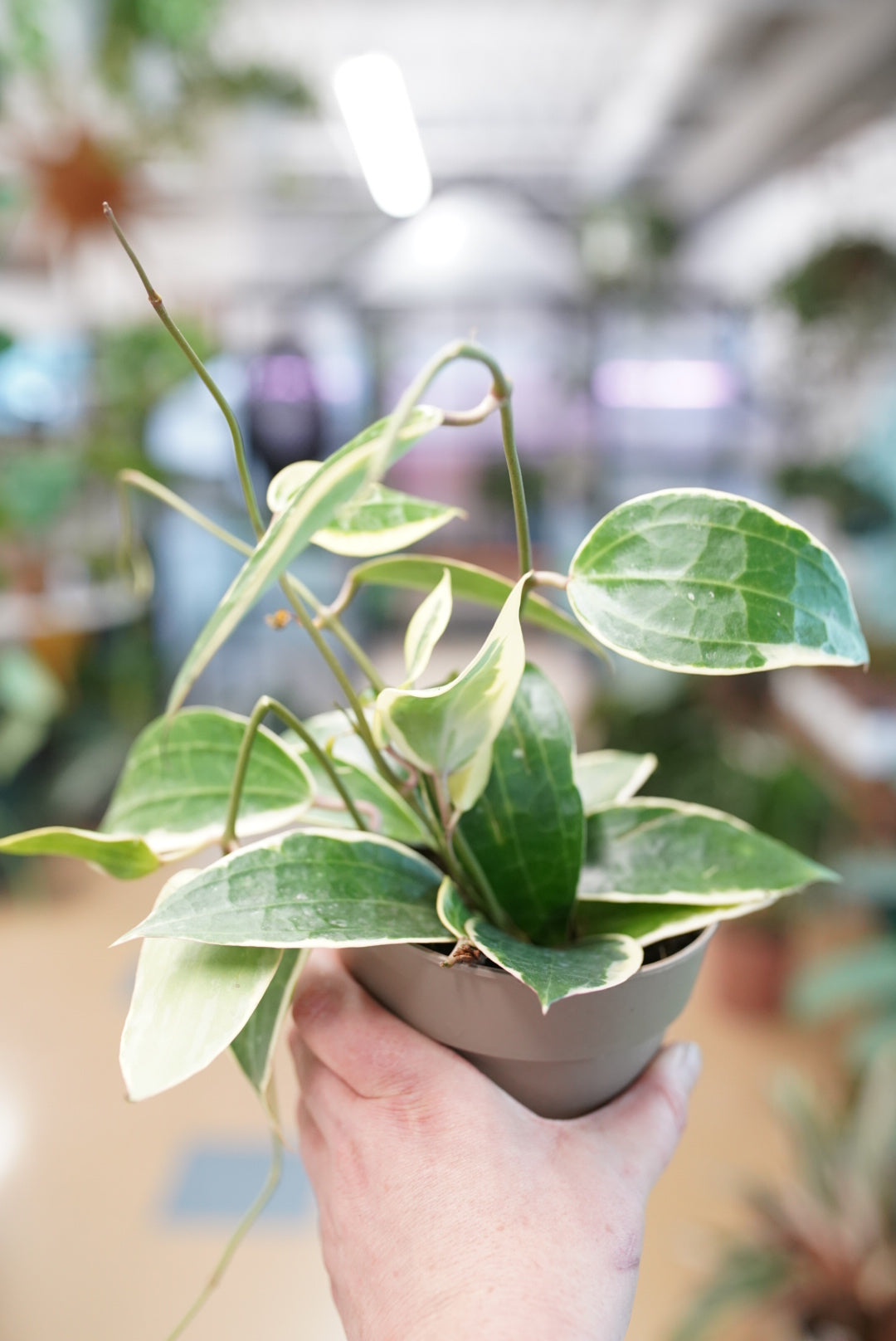 Hoya Latifolia 'albomarginata'