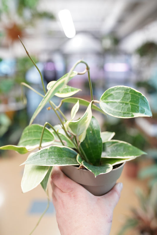 Hoya Latifolia 'albomarginata'