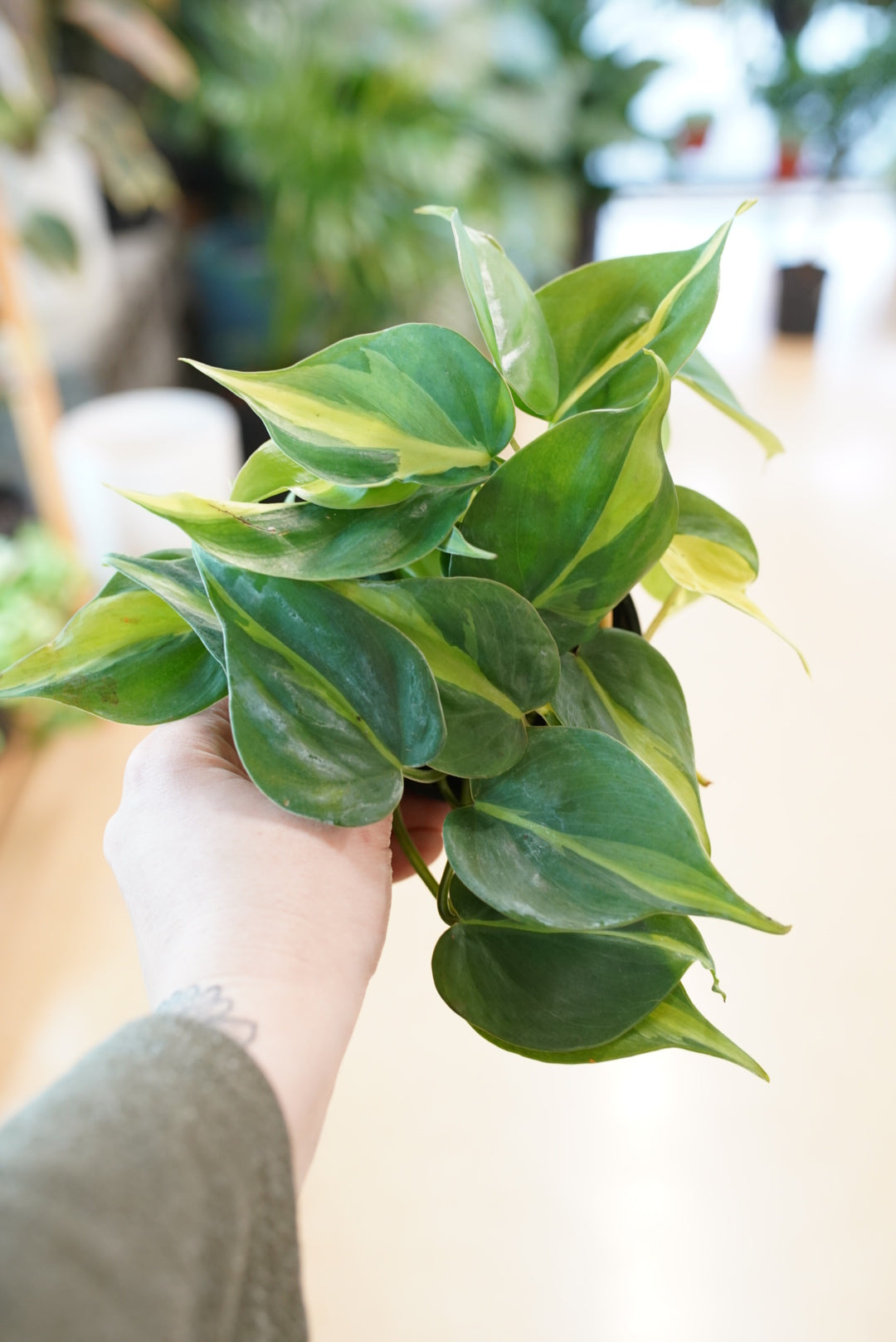 Philodendron Brasil