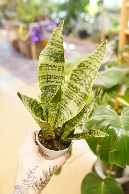 Sansevieria 'Superba'