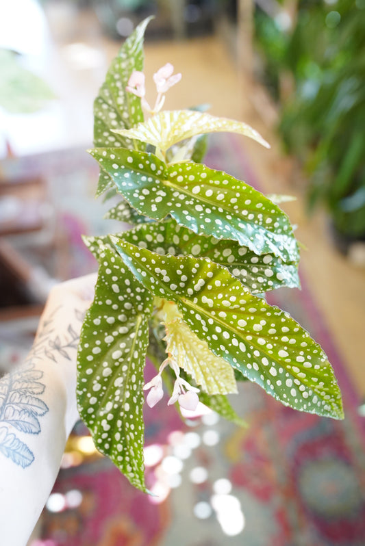 Begonia Maculata 'Double Dot'
