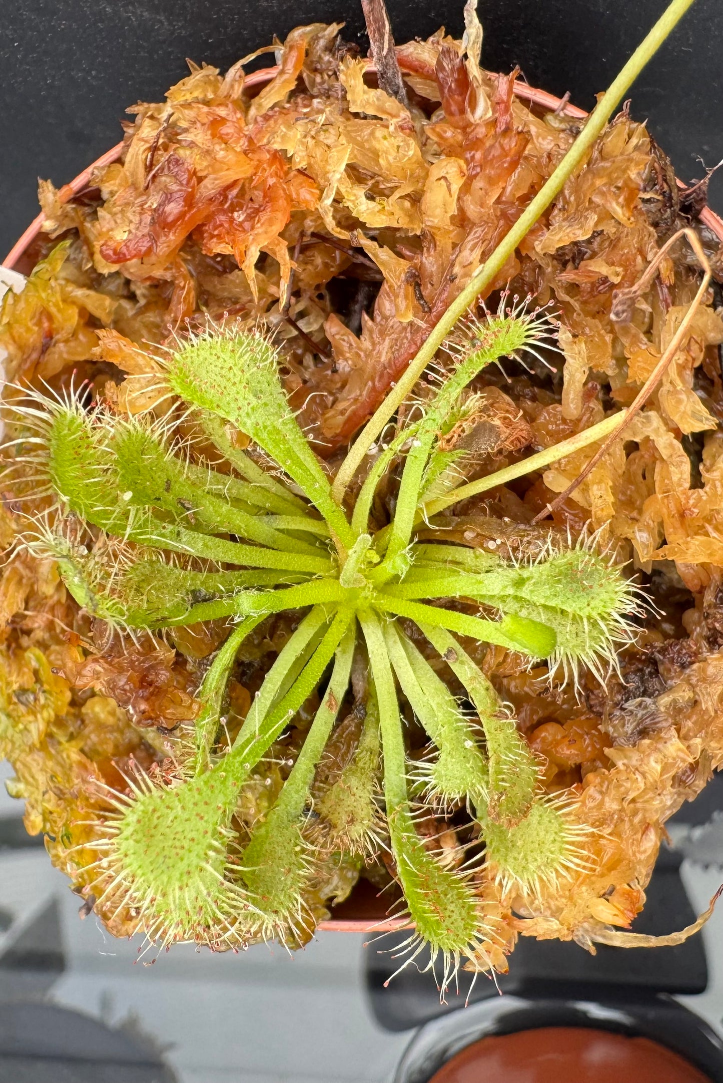 Drosera Burmannii (sundews)