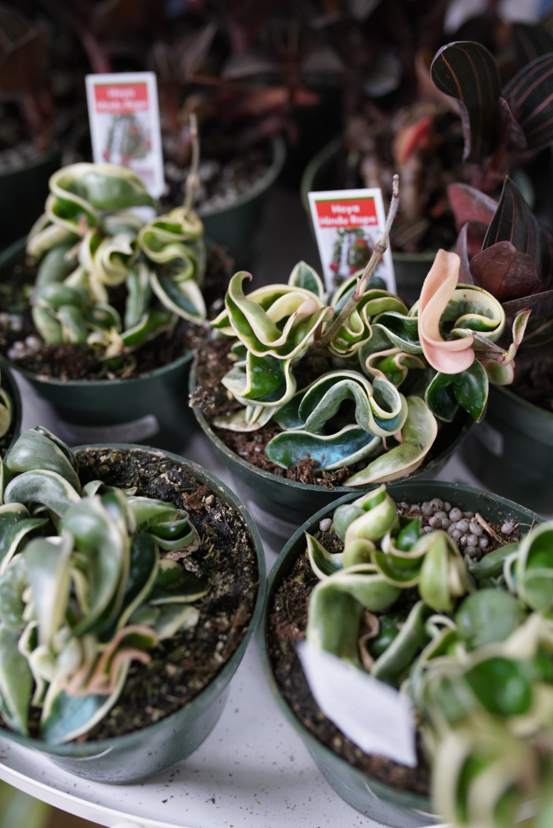 Variegated Hoya Hindu Rope