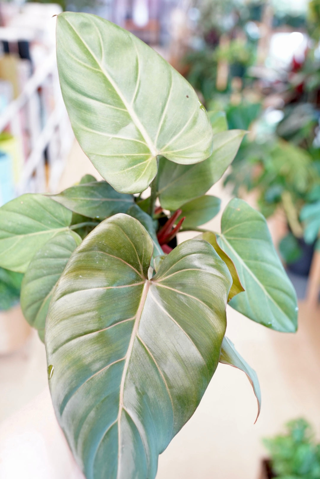 Philodendron Summer Glory