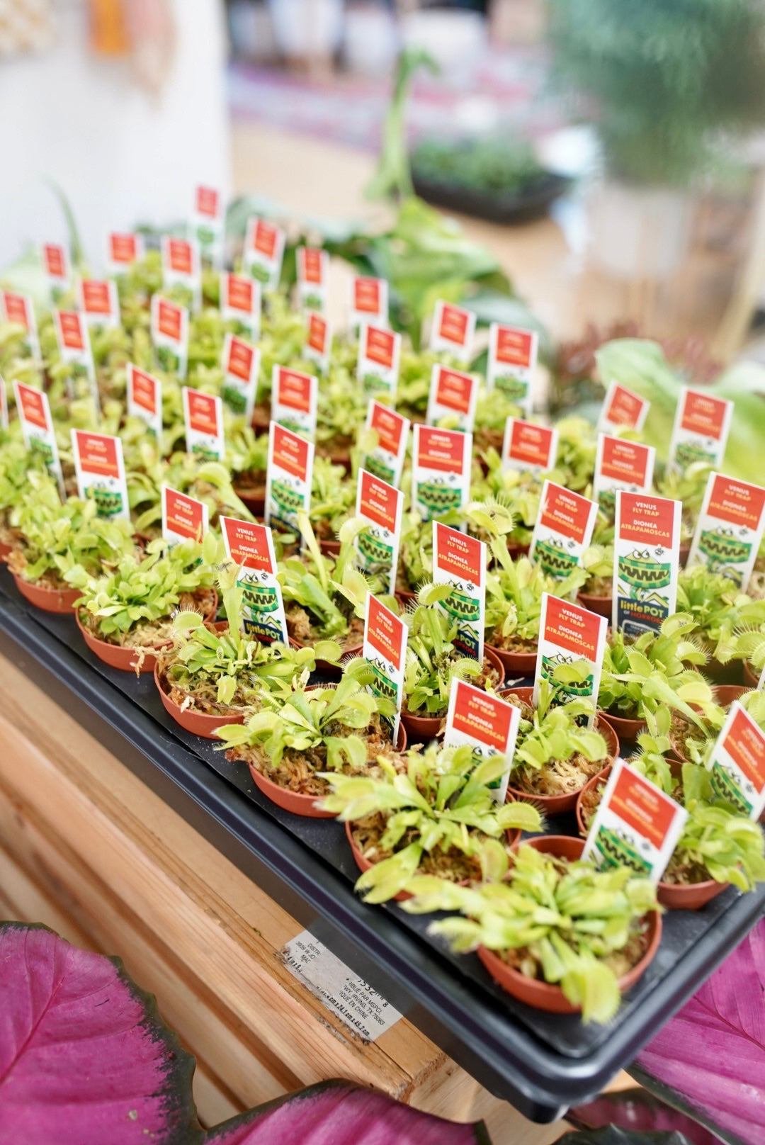 Venus Flytrap - Carnivorous Plant
