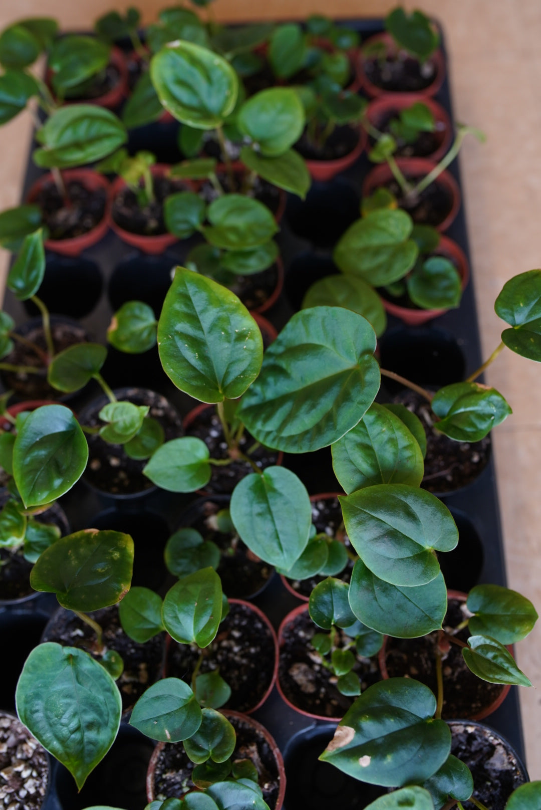 Anthurium Papillilaminum X Dressleri