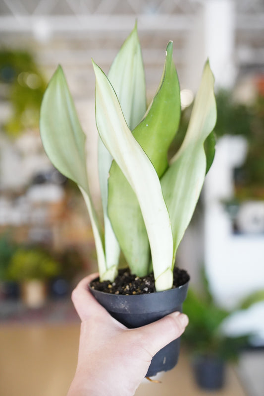 Sansevieria Trifasciata 'Moonshine'