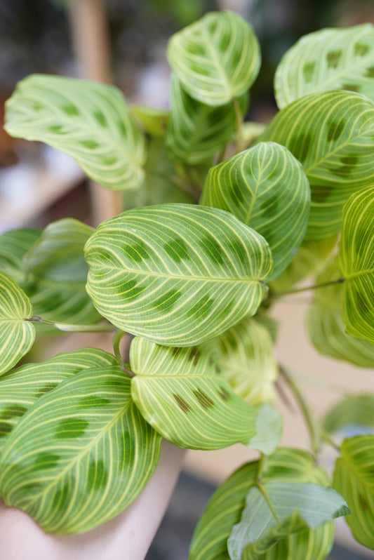 Maranta leuconeura 'Golden Vein'