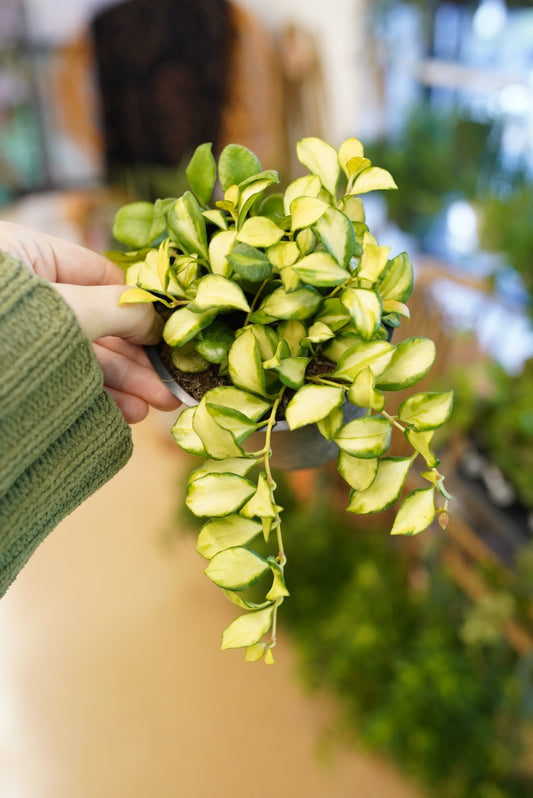 Variegated Hoya Heuschkeliana