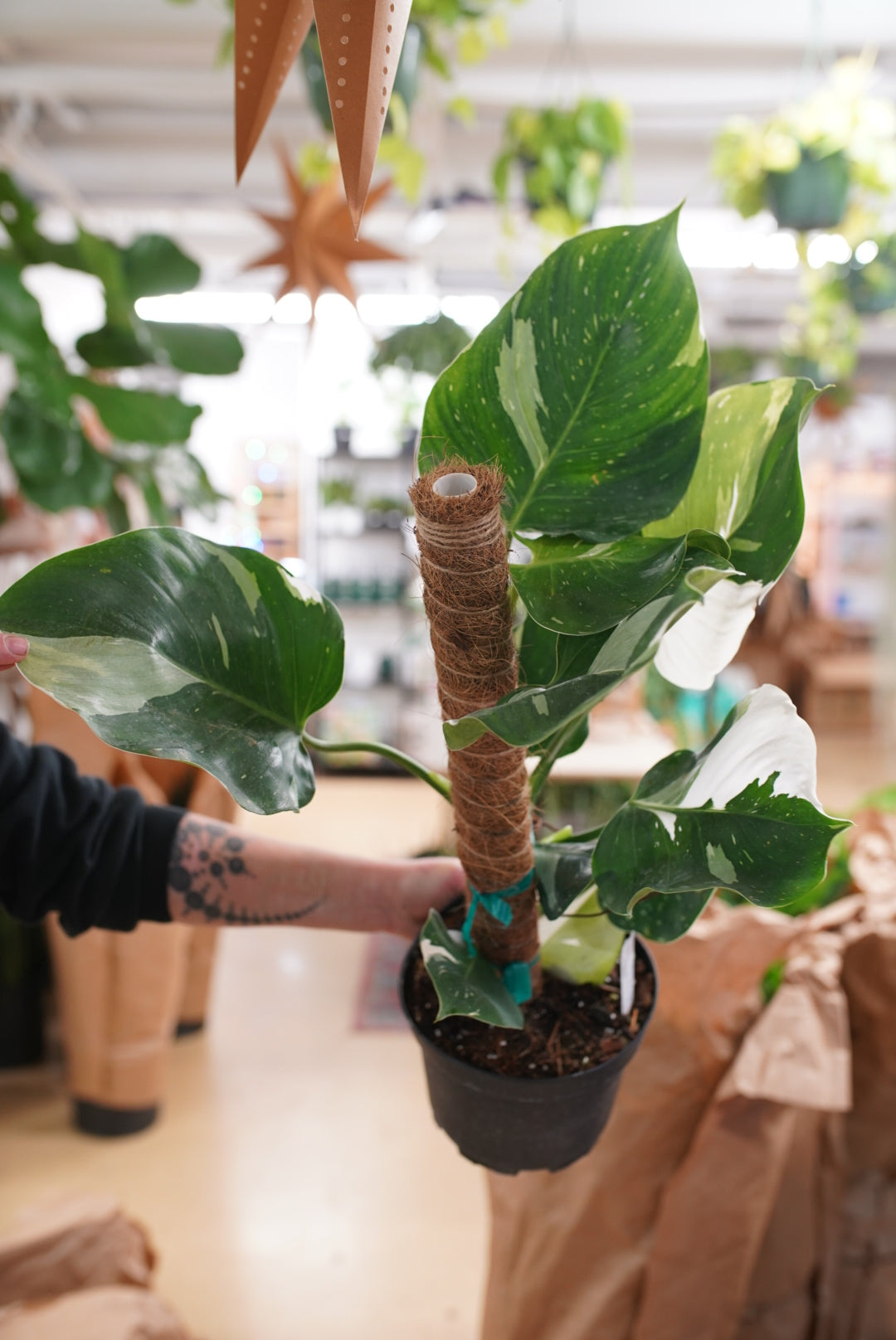 Philodendron White Wizard