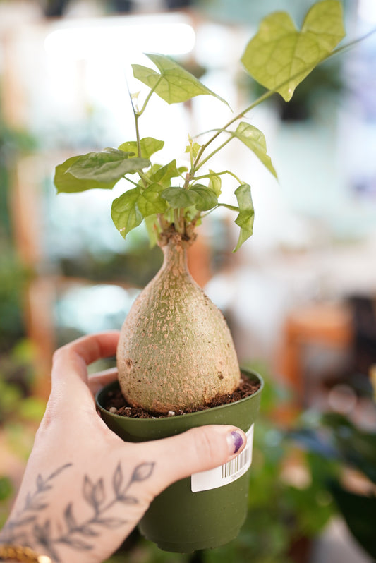 Gerrardanthus macrorhizus