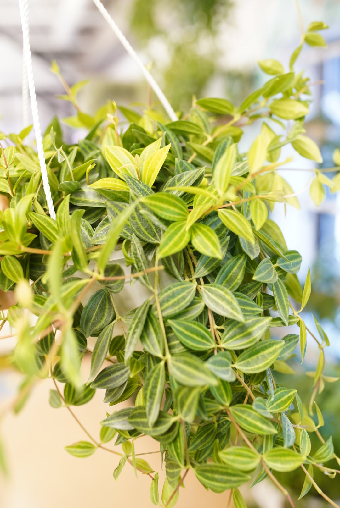 Peperomia puteolata
