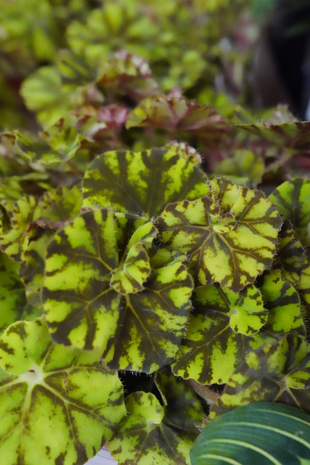 Begonia rex 'Zumba'