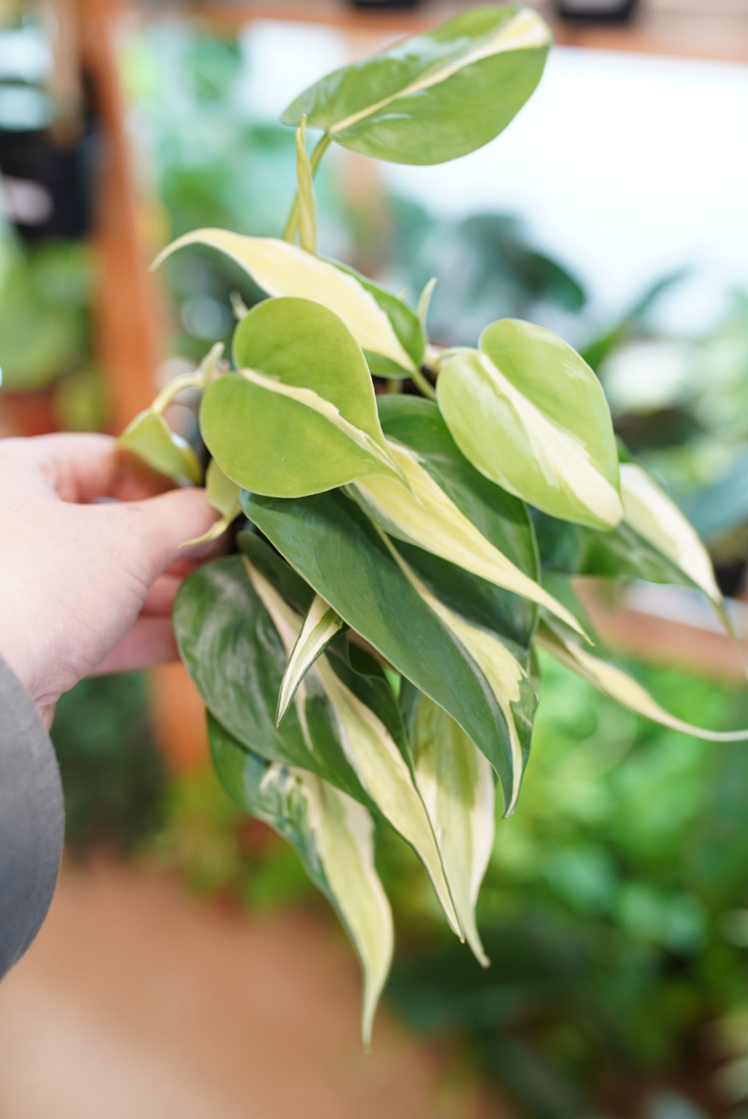 Philodendron Silver Stripe