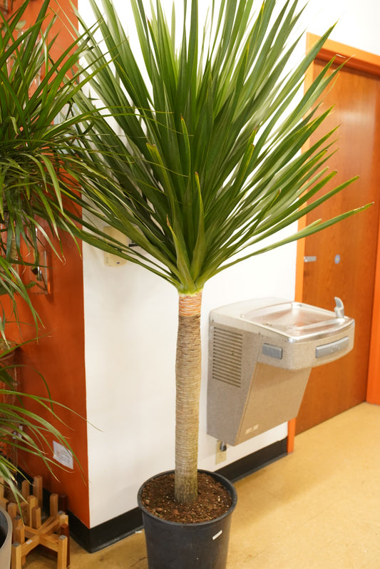 Dracaena Arborea