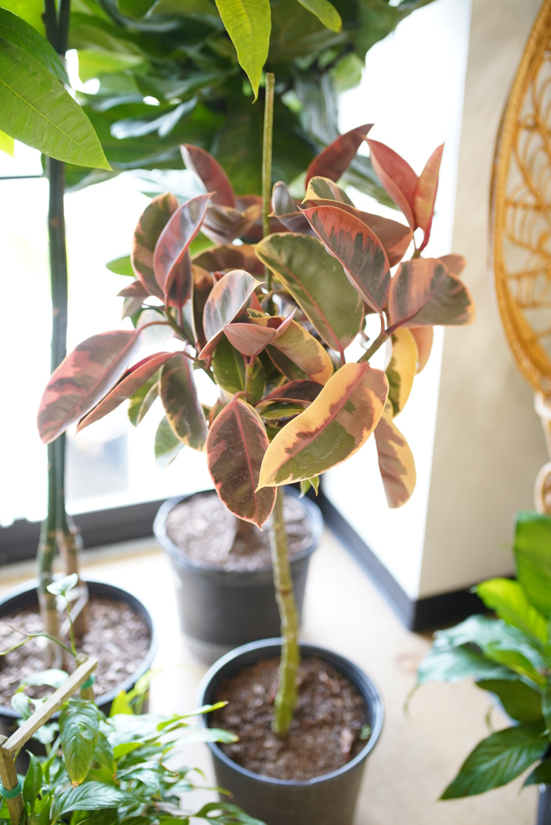 Ficus Elastica ‘Ruby’ - Rubber Plant