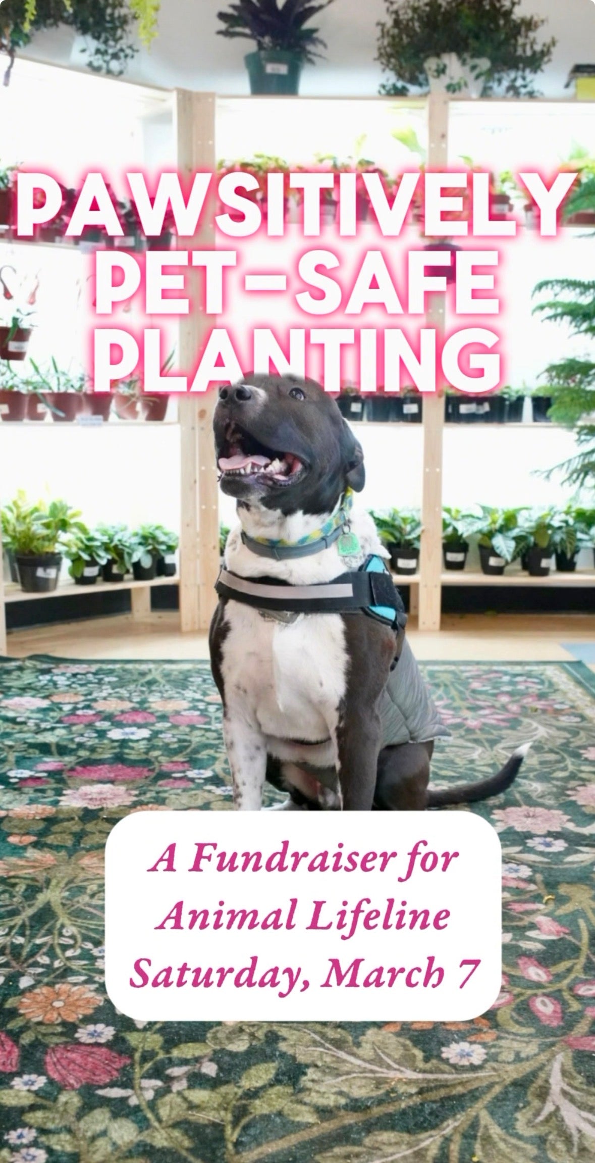 Pawsitively Pet-Safe Planting 🐶 A Fundraiser for Animal Lifeline - Saturday, March 7