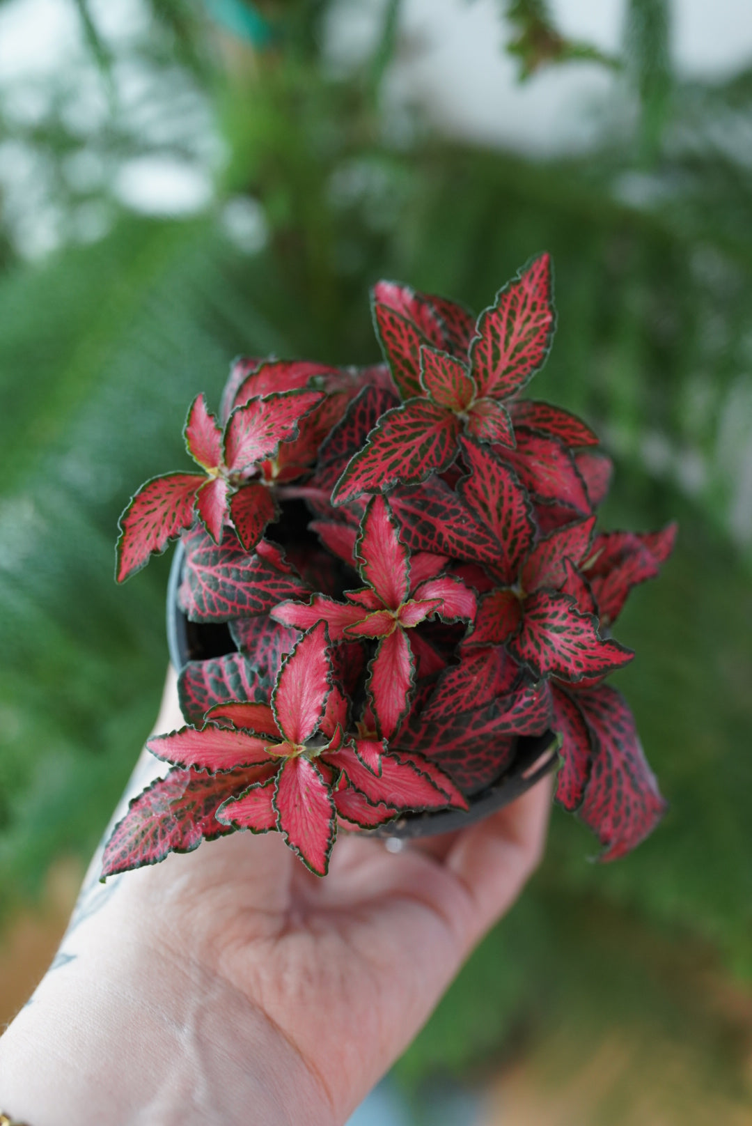 Fittonia 'Jungle Flame'