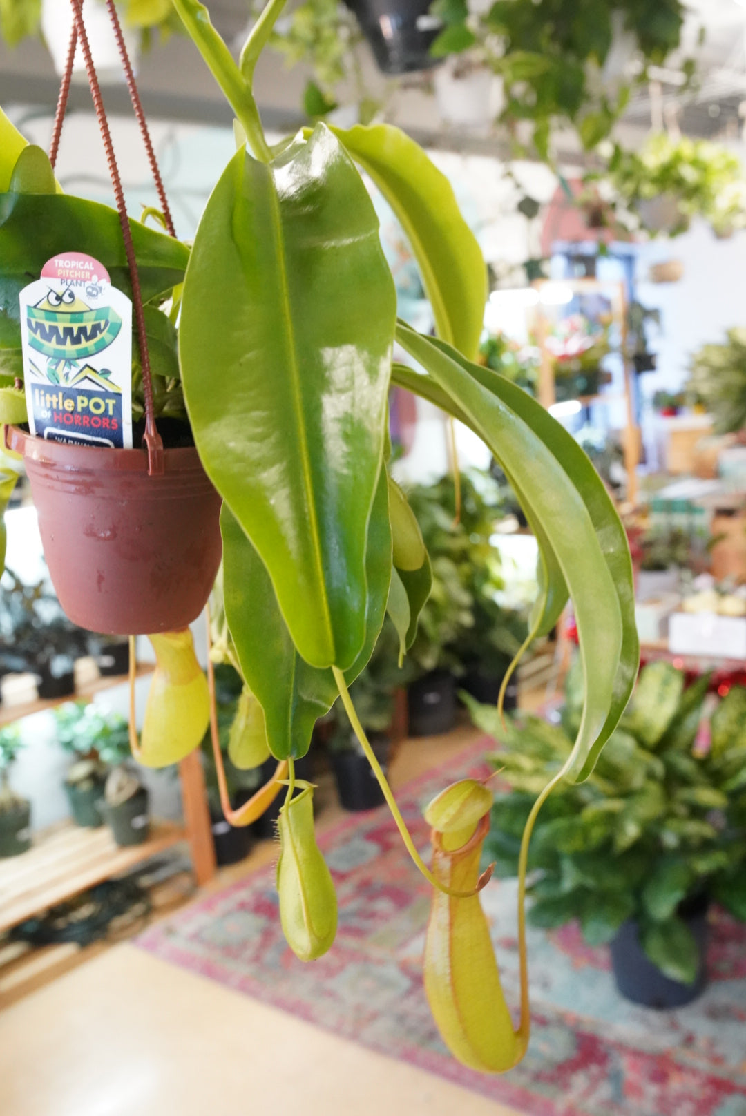 Pitcher Plants (Nepenthes)