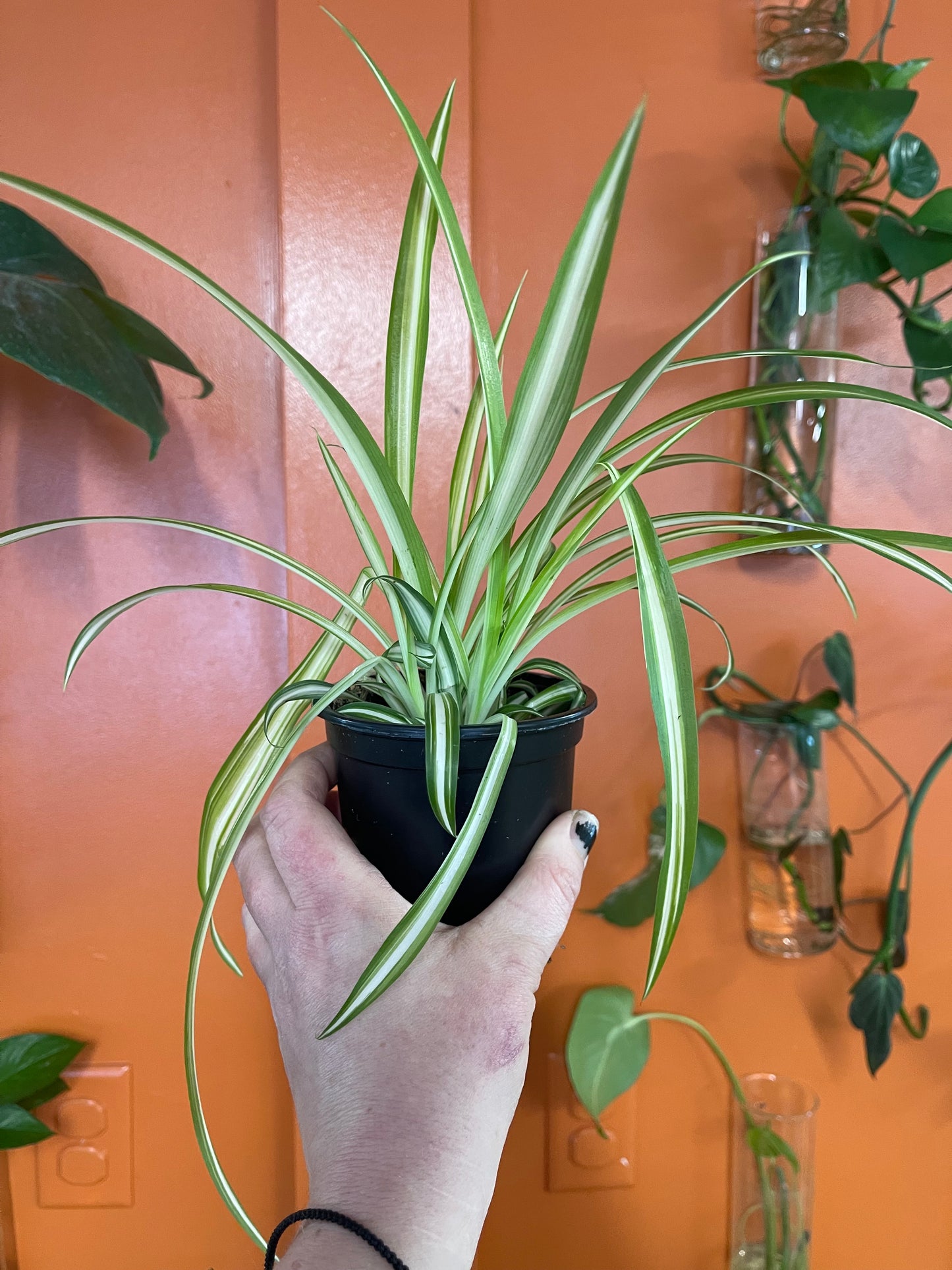 Variegated Spider Plant