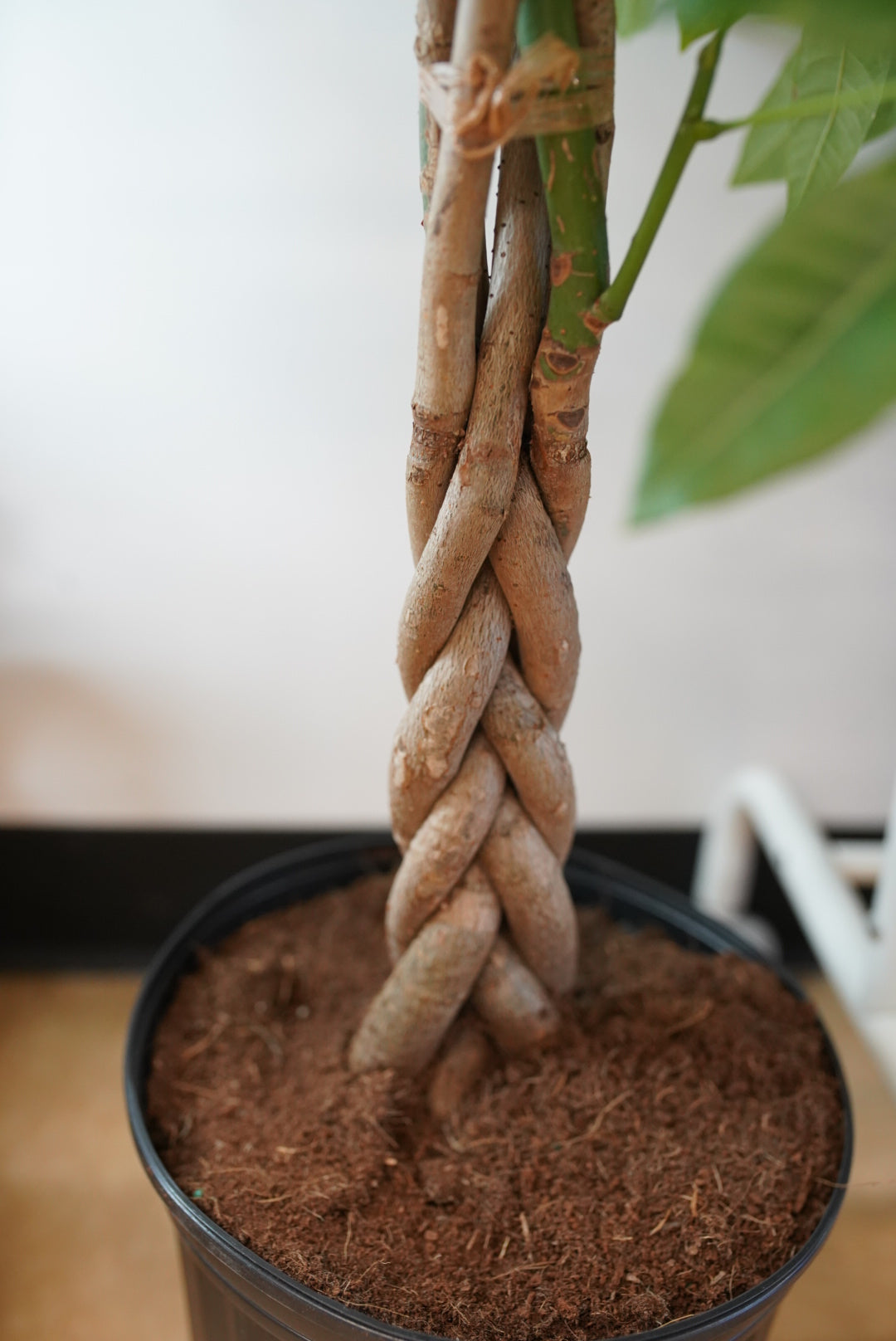 Braided Money Tree