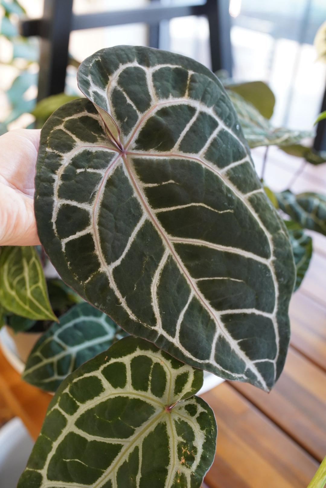 Anthurium 'Michelle'