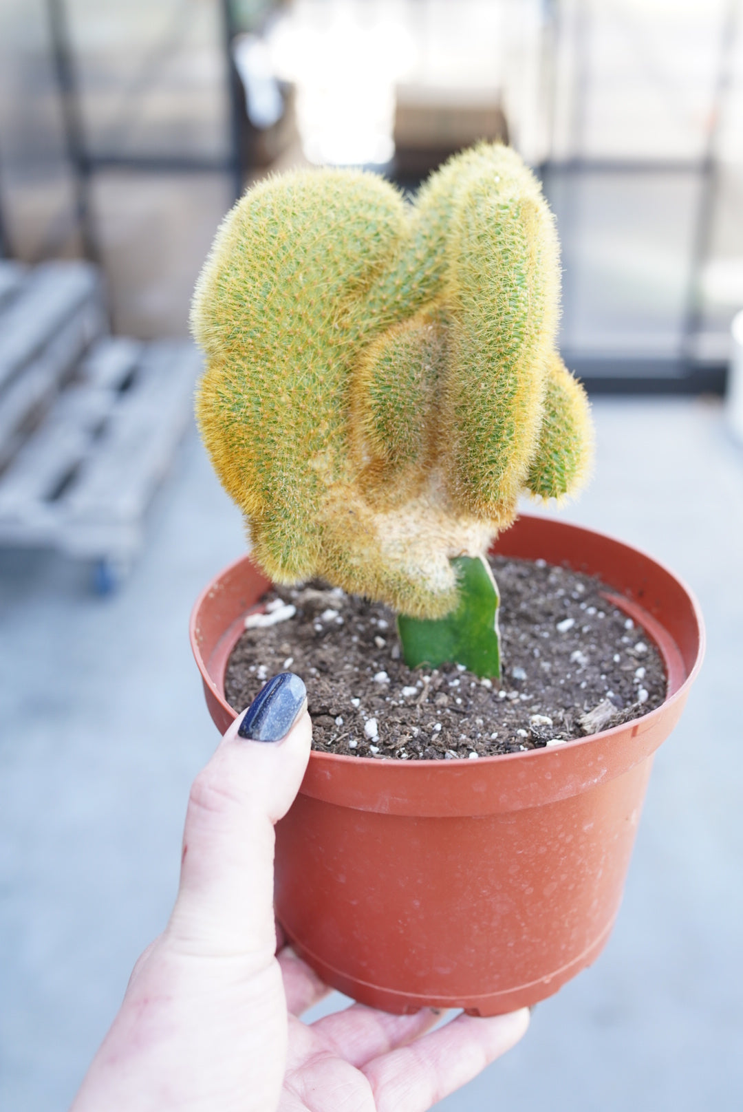 Cleistocactus winteri cristata (Grafted)