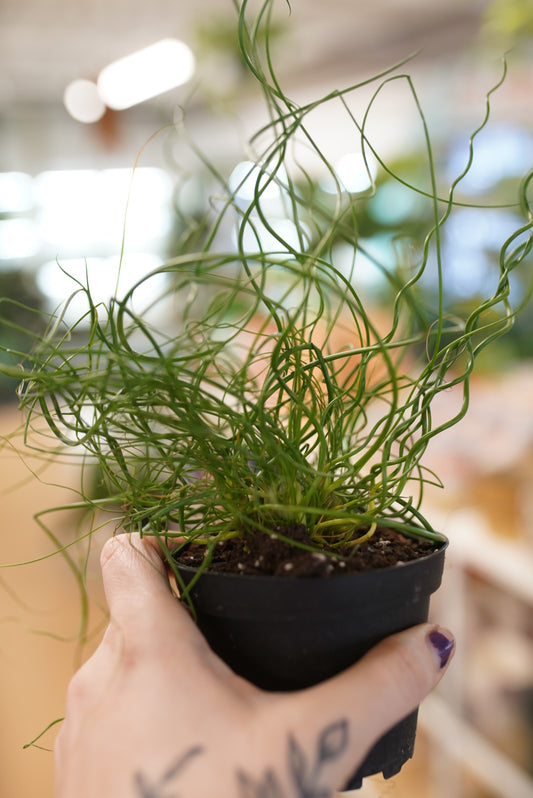Juncus effusus 'Spiralis'