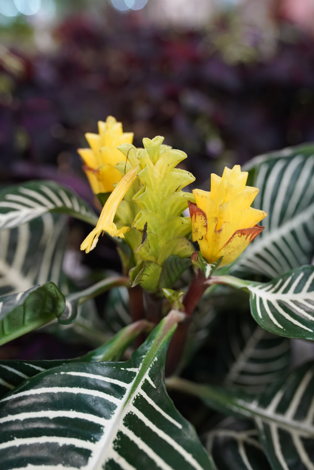 Zebra Plant - Aphelandra