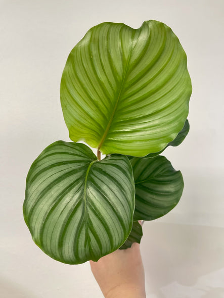 Calathea Orbifolia